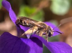 Andrena violae by (c) James Kindt, some rights reserved (CC BY), uploaded by James Kindt. Used under a CC-BY license.