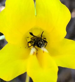 Ancylandrena atoposoma by (c) Rachel Allingham, some rights reserved (CC BY), uploaded by Rachel Allingham. Used under a CC-BY license.