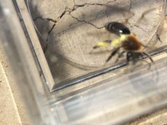 Andrena fuscicauda by (c) Darin J McGuire, some rights reserved (CC BY), uploaded by Darin J McGuire. Used under a CC-BY license.