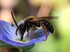 Andrena imitatrix by (c) James Kindt, some rights reserved (CC BY), uploaded by James Kindt. Used under a CC-BY license.