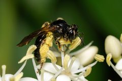 Andrena integra by (c) Amy Schnebelin, some rights reserved (CC BY), uploaded by Amy Schnebelin. Used under a CC-BY license.