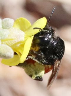 Andrena prima by (c) Catherine C. Galley, some rights reserved (CC BY), uploaded by Catherine C. Galley. Used under a CC-BY license.