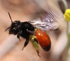 Andrena prima by (c) Catherine C. Galley, some rights reserved (CC BY), uploaded by Catherine C. Galley. Used under a CC-BY license.