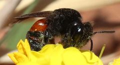 Andrena prima by (c) Catherine C. Galley, some rights reserved (CC BY), uploaded by Catherine C. Galley. Used under a CC-BY license.