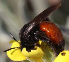 Andrena prima by (c) Catherine C. Galley, some rights reserved (CC BY), uploaded by Catherine C. Galley. Used under a CC-BY license.