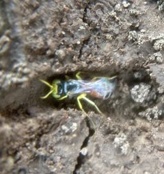 Calliopsis anomoptera by (c) sophia_herrmeyer, some rights reserved (CC BY), uploaded by sophia_herrmeyer. Used under a CC-BY license.