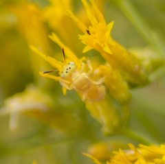 Perdita beata by (c) Connie Misket, some rights reserved (CC BY), uploaded by Connie Misket. Used under a CC-BY license.