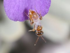 Perdita larreae by (c) jcowles, some rights reserved (CC BY), uploaded by jcowles. Used under a CC-BY license.