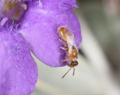 Perdita larreae by (c) jcowles, some rights reserved (CC BY), uploaded by jcowles. Used under a CC-BY license.
