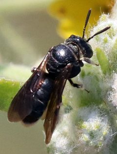 Pseudopanurgus fraterculus by (c) Catherine C. Galley, some rights reserved (CC BY), uploaded by Catherine C. Galley. Used under a CC-BY license.