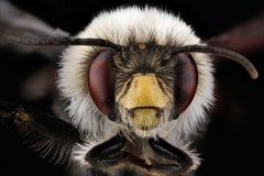 Anthophora bomboides by (c) USGS Native Bee Inventory and Monitoring Laboratory, some rights reserved (CC BY). Used under a CC-BY license.