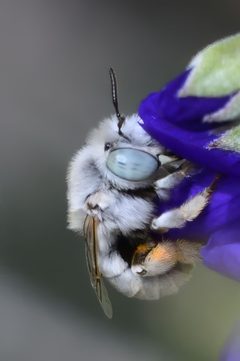 Anthophora hololeuca by (c) smeckert, some rights reserved (CC BY). Used under a CC-BY license.