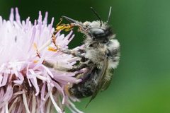 Anthophora terminalis by (c) Amy Schnebelin, some rights reserved (CC BY), uploaded by Amy Schnebelin. Used under a CC-BY license.
