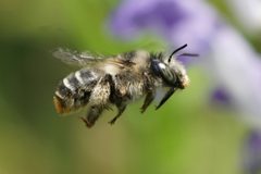 Anthophora terminalis by (c) Amy Schnebelin, some rights reserved (CC BY), uploaded by Amy Schnebelin. Used under a CC-BY license.