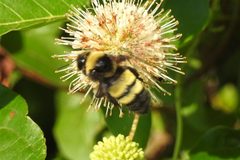 Bombus auricomus by (c) Navin Sasikumar, some rights reserved (CC BY), uploaded by Navin Sasikumar. Used under a CC-BY license.