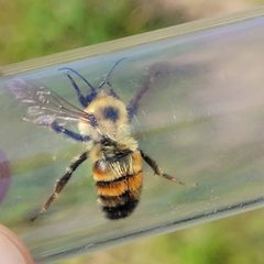 Bombus bimaculatus by (c) Matt Pelikan, some rights reserved (CC BY), uploaded by Matt Pelikan. Used under a CC-BY license.