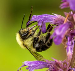 Bombus bimaculatus by (c) Nell Cant, some rights reserved (CC BY), uploaded by Nell Cant. Used under a CC-BY license.