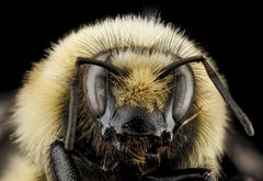 Bombus huntii by no rights reserved, uploaded by USGS Bee Inventory and Monitoring Lab. Used under a CC0 license.