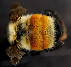 Bombus huntii by no rights reserved, uploaded by USGS Bee Inventory and Monitoring Lab. Used under a CC0 license.