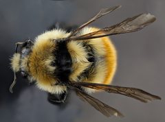 Bombus huntii by no rights reserved, uploaded by USGS Bee Inventory and Monitoring Lab. Used under a CC0 license.
