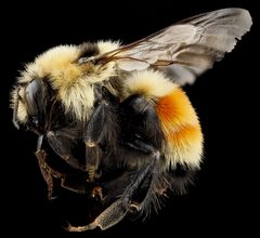 Bombus huntii by no rights reserved, uploaded by USGS Bee Inventory and Monitoring Lab. Used under a CC0 license.