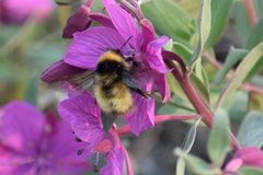 Bombus neoboreus by (c) Syd Cannings, some rights reserved (CC BY), uploaded by Syd Cannings. Used under a CC-BY license.
