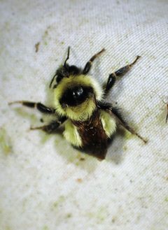 Bombus sandersoni by (c) Louis Imbeau, some rights reserved (CC BY), uploaded by Louis Imbeau. Used under a CC-BY license.