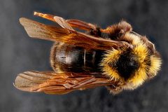 Bombus variabilis by (c) USGS Native Bee Inventory and Monitoring Laboratory, some rights reserved (CC BY). Used under a CC-BY license.
