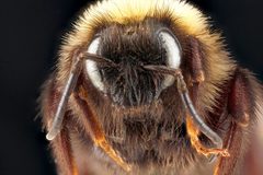 Bombus variabilis by (c) USGS Native Bee Inventory and Monitoring Laboratory, some rights reserved (CC BY). Used under a CC-BY license.