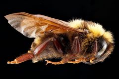 Bombus variabilis by (c) USGS Native Bee Inventory and Monitoring Laboratory, some rights reserved (CC BY). Used under a CC-BY license.