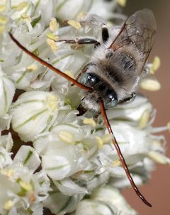 Melissodes tristis by (c) Catherine C. Galley, some rights reserved (CC BY), uploaded by Catherine C. Galley. Used under a CC-BY license.