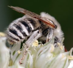 Melissodes tristis by (c) Catherine C. Galley, some rights reserved (CC BY), uploaded by Catherine C. Galley. Used under a CC-BY license.