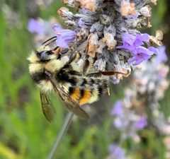 Bombus bifarius by (c) Brett/Tele, some rights reserved (CC BY), uploaded by Brett/Tele. Used under a CC-BY license.