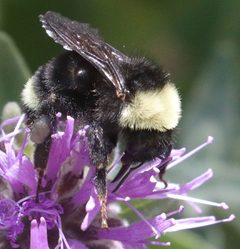 Bombus californicus by (c) Pinnacles National Park, some rights reserved (CC BY), uploaded by Pinnacles National Park. Used under a CC-BY license.