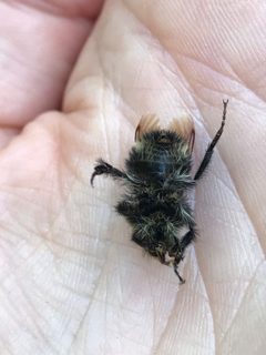 Bombus caliginosus by (c) LJ Moore-McClelland, some rights reserved (CC BY), uploaded by LJ Moore-McClelland. Used under a CC-BY license.