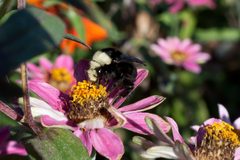 Bombus caliginosus by (c) amoebaphobic, some rights reserved (CC BY). Used under a CC-BY license.