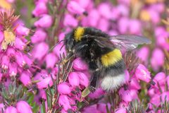 Bombus cryptarum by (c) Andrew Cottrell, some rights reserved (CC BY), uploaded by Andrew Cottrell. Used under a CC-BY license.