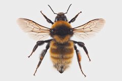 Bombus distinguendus by (c) Arnstein Staverløkk/Norsk institutt for naturforskning, some rights reserved (CC BY). Used under a CC-BY license.