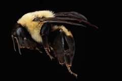 Bombus griseocollis by no rights reserved, uploaded by USGS Bee Inventory and Monitoring Lab. Used under a CC0 license.