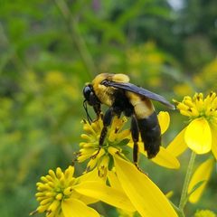 Bombus by (c) Leila Dasher, some rights reserved (CC BY), uploaded by Leila Dasher. Used under a CC-BY license.