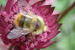 Bombus mixtus by (c) Lee Cain, some rights reserved (CC BY), uploaded by Lee Cain. Used under a CC-BY license.