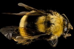 Bombus occidentalis by (c) USGS Bee Inventory and Monitoring Lab, some rights reserved (CC BY). Used under a CC-BY license.