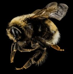 Bombus occidentalis by (c) USGS Bee Inventory and Monitoring Lab, some rights reserved (CC BY). Used under a CC-BY license.