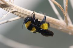 Bombus sonorus by (c) Andrew Meeds, some rights reserved (CC BY), uploaded by Andrew Meeds. Used under a CC-BY license.