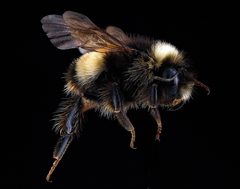 Bombus terricola by (c) USGS Native Bee Inventory and Monitoring Laboratory, some rights reserved (CC BY). Used under a CC-BY license.