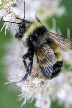 Bombus terricola by (c) Bill Keim, some rights reserved (CC BY). Used under a CC-BY license.