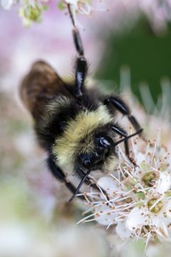 Bombus terricola by (c) Bill Keim, some rights reserved (CC BY). Used under a CC-BY license.