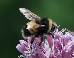 Bombus terricola by (c) Susan Blayney, some rights reserved (CC BY), uploaded by Susan Blayney. Used under a CC-BY license.