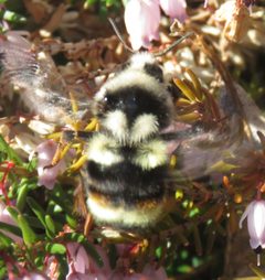 Bombus vancouverensis by no rights reserved, uploaded by Steve Wells. Used under a CC0 license.