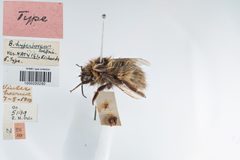 Bombus natvigi by (c) Arnstein Staverløkk/Norsk institutt for naturforskning, some rights reserved (CC BY). Used under a CC-BY license.